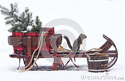 Douglas Squirrel on Christmas Sleigh 2 Stock Photo