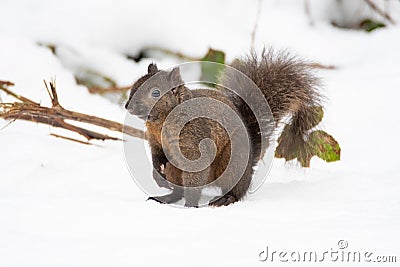 A douglas squirrel resting on snow. Stock Photo