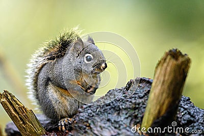 Douglas squirrel Tamiasciurus douglasii in the woods Stock Photo