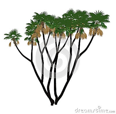 Doum, doom palm or gingerbread tree, hyphaene thebaica - 3D render Stock Photo