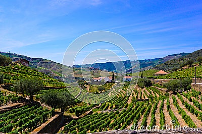 Portugal Douro Vineyards Rocky Terraces, Porto Wine Landscape, Farm Buildings Stock Photo