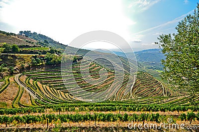 Douro Valley: Vineyards and olive trees near Pinhao, Portugal Stock Photo