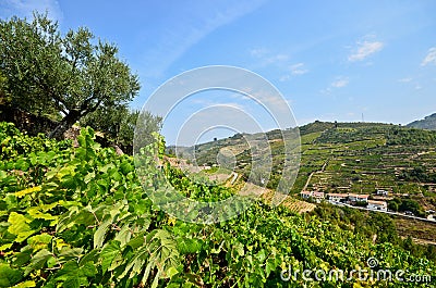 Douro Valley: Vineyards and small village near Peso da Regua, Portugal Stock Photo