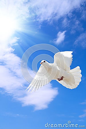 Dove Stock Photo