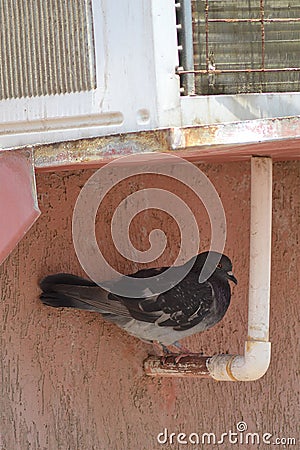 Dove and air-conditioned Stock Photo