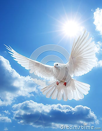 Dove in the air with wings wide open Stock Photo