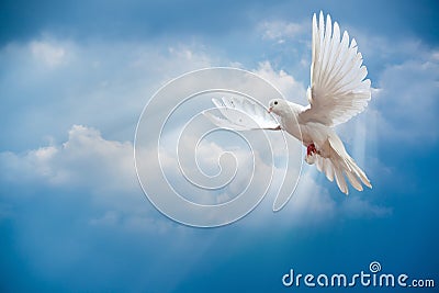 Dove in the air with wings wide open Stock Photo