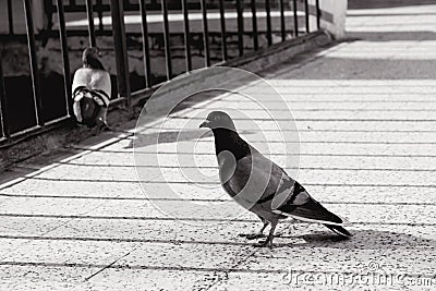 Dove Stock Photo