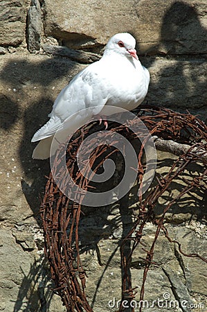 Dove On Barbed Wire Stock Photo