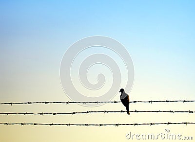 Dove bird on barb wire Stock Photo