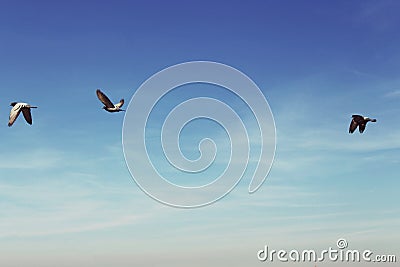 Dove Stock Photo