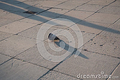 Dove bird sleep sunset light Stock Photo