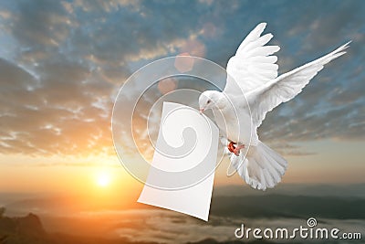 Dove carrying White Paper and Clipping path Stock Photo