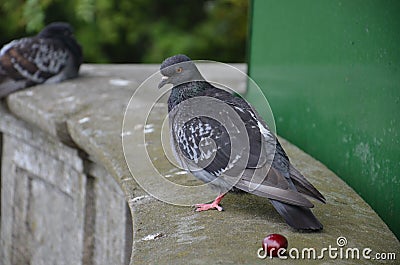 dove and cherry Stock Photo