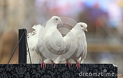 Dove couple. Stock Photo