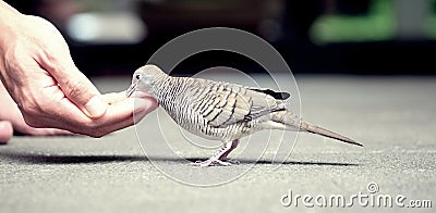 A dove eat food. Stock Photo