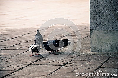 Dove eating some food on the ground Stock Photo