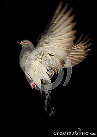 Dove in flight against black background Stock Photo