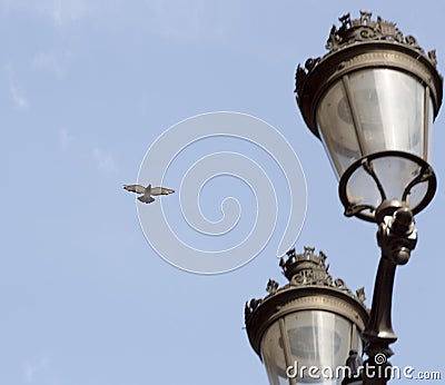 Dove Flying by Street Lights Stock Photo