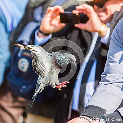 Dove flying to a hand with feed in Venice Editorial Stock Photo
