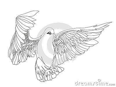 Dove in free flight. Isolated vector on white background. Drawn Stock Photo