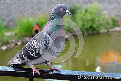 Dove grey. Beautiful pigeon close up. City birds. Pigeons of the Church. The bird view. Stock Photo