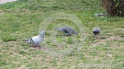 Dove Grey. Beautiful Pigeon Stock Photo