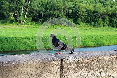 Dove grey is sitting on the parapet of the city near the river Stock Photo