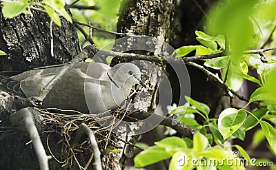 Dove hatches eggs in the nest Stock Photo