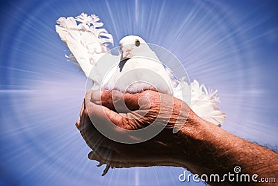 Dove holy spirit Stock Photo