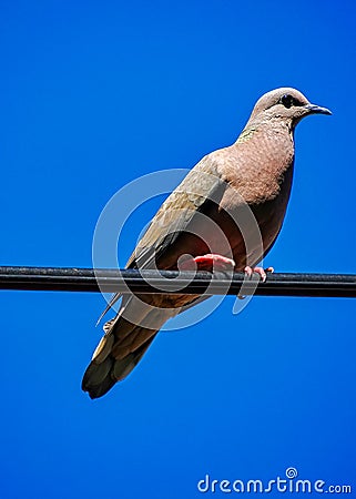 Dove on light wire with blue sky in background Stock Photo