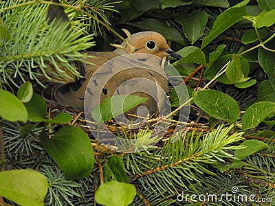 Dove nesting Stock Photo