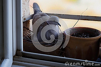 Dove is nesting in a flowerpot Stock Photo