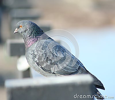 Dove on the railing Stock Photo
