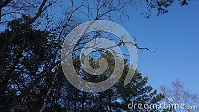 A dove sits on a tree against the backdrop of a winter forest landscape. Pines, birches, blue sky. Stock Photo