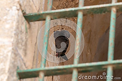 A dove sits in the window of a mosque of the Muslim part of the tomb of the grave of the prophet Samuel on Mount of Joy near Stock Photo