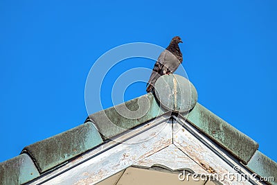 Dove stood gracefully on the roof. Stock Photo