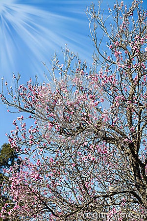 Dove on tree of peach flowers Stock Photo