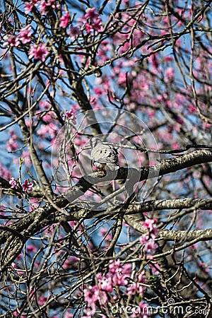 Dove on tree of pink flowers Stock Photo