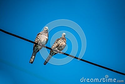 Dove is a ture Lover,two birds are on wire. They are a couple an Stock Photo