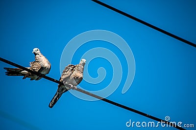 Dove is a ture Lover,two birds are on wire. They are a couple an Stock Photo