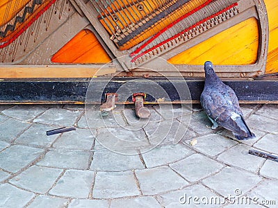 A dove walks near an old destroyed and disassembled piano Stock Photo