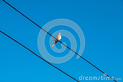 Dove is on wire. Dove is a ture love and bird family. Stock Photo