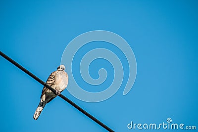 Dove is on wire. Dove is a ture love and bird family. Stock Photo