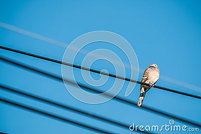 Dove is on wire. Dove is a ture love and bird family. Stock Photo