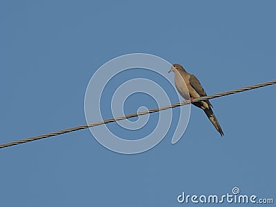 Dove on a wire Stock Photo