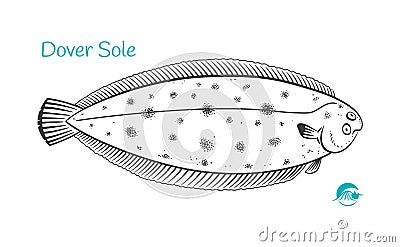 Dover Sole hand-drawn illustration Vector Illustration