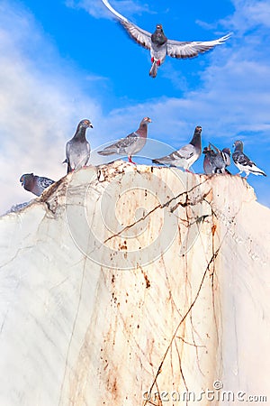 Doves against blue sky Stock Photo