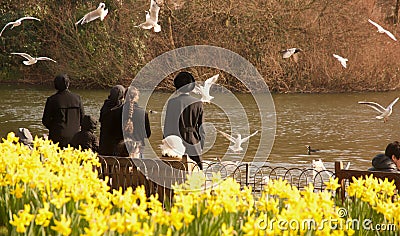 Doves in hyde park, london Editorial Stock Photo