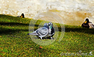 Doves kissing Stock Photo